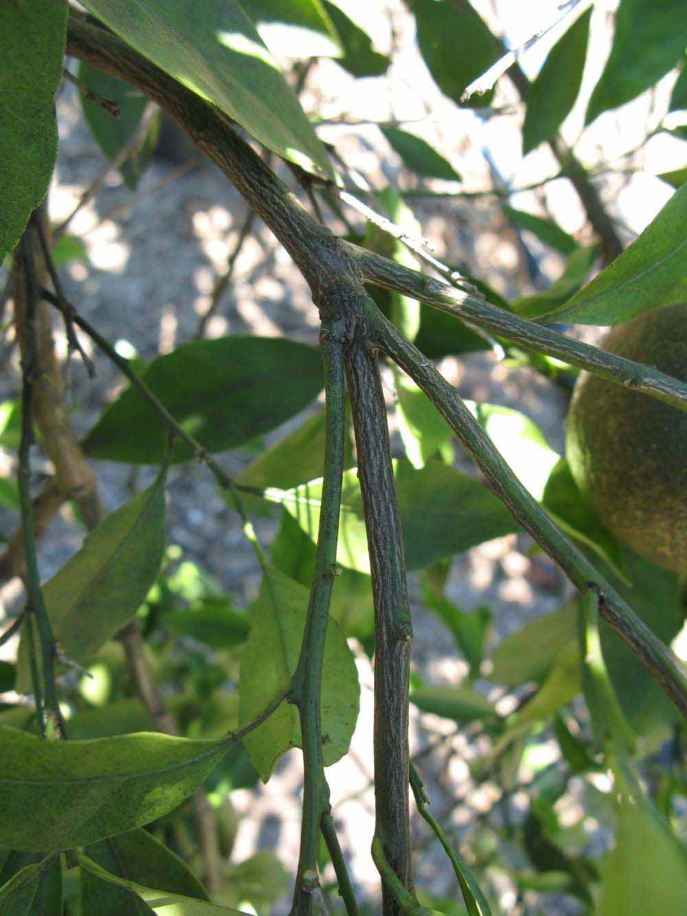              Second - third year twig (Winter Haven, FL)       